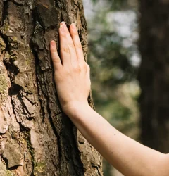 brazo derecho sosteniendo arbol