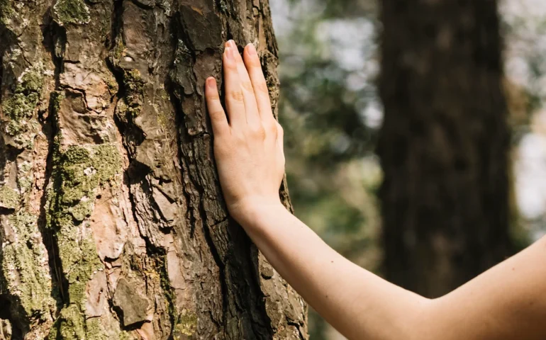 brazo derecho sosteniendo arbol