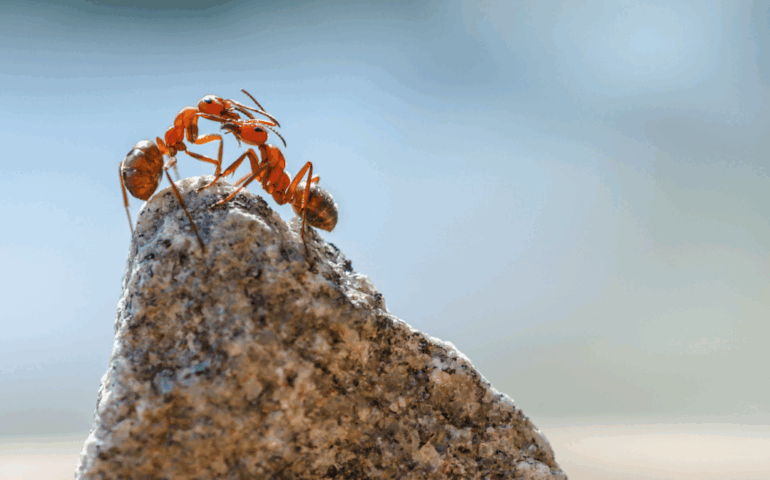Una y otra hormiga en una roca