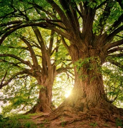 árbol con un rayo de luz