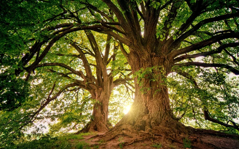 árbol con un rayo de luz